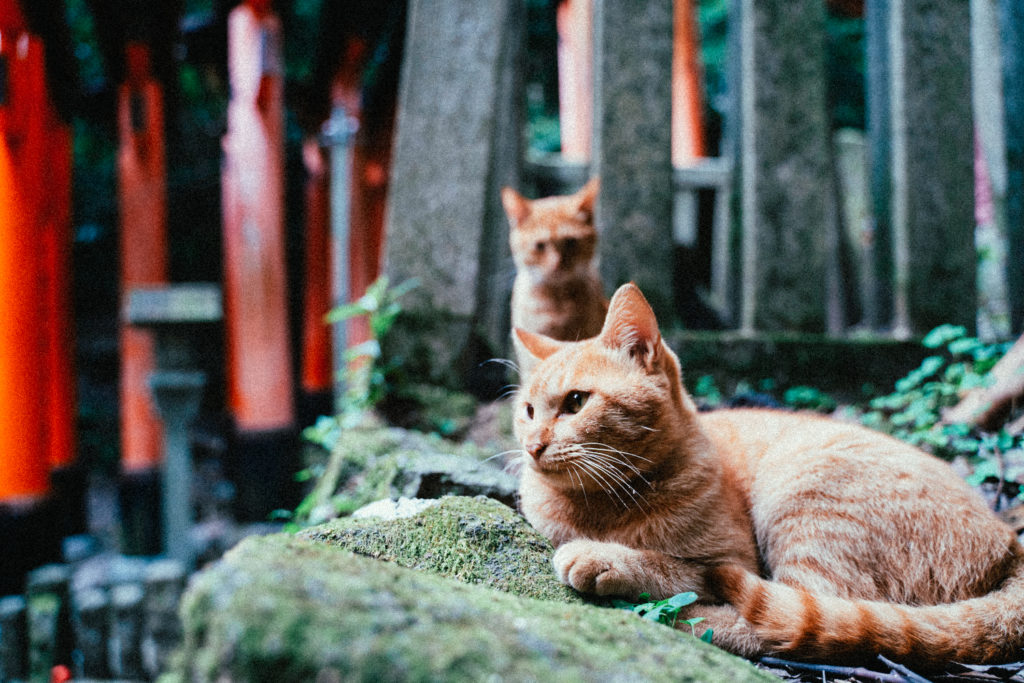 京都の猫 伏見稲荷大社で暮らす猫たち 京わたり