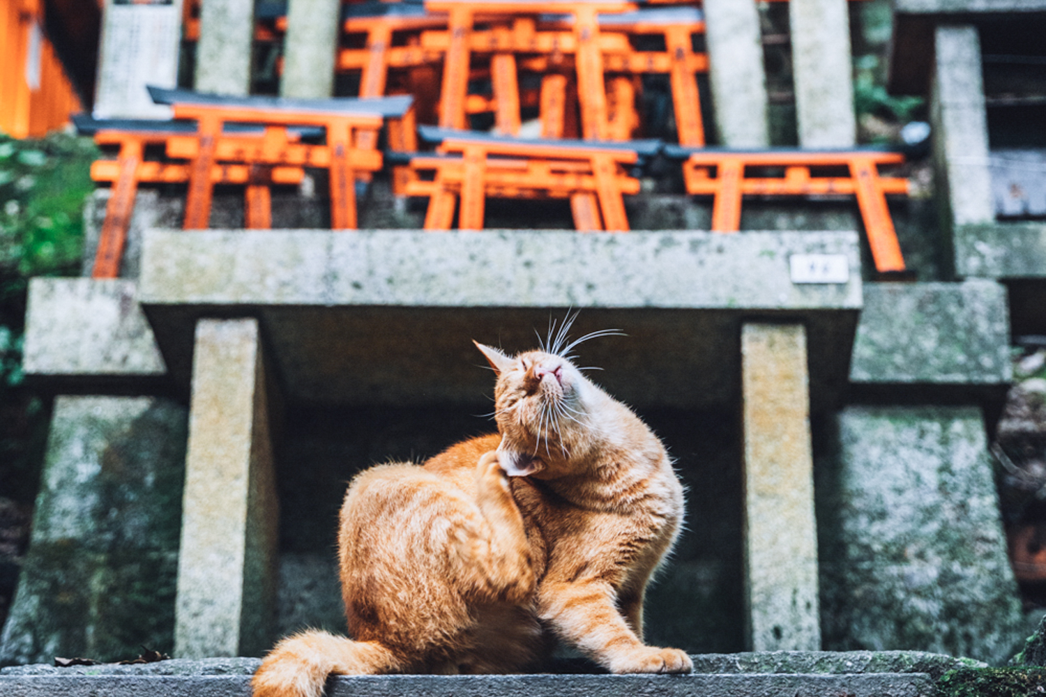 京都の猫 伏見稲荷大社で暮らす猫たち 京わたり